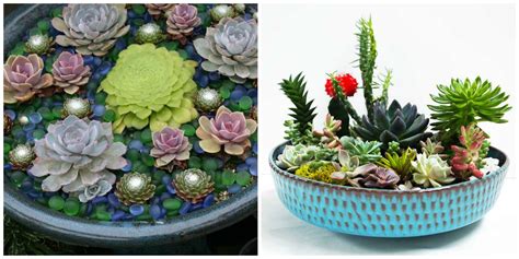 Unique Succulent Arrangements For Balcony Displays