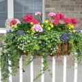 Use Aromatic Plants To Enhance Your Balcony