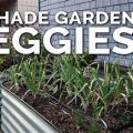 What Vegetables Can You Grow On A Shady Balcony