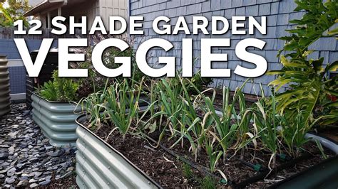 What Vegetables Can You Grow On A Shady Balcony