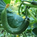 What Are Common Issues For Balcony Cucumbers?