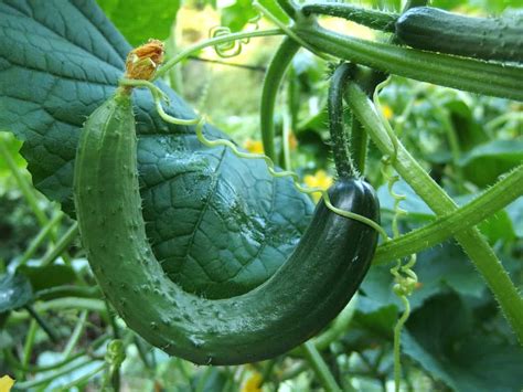 What are common issues for balcony cucumbers?