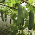 What are the best companion plants for cucumbers?