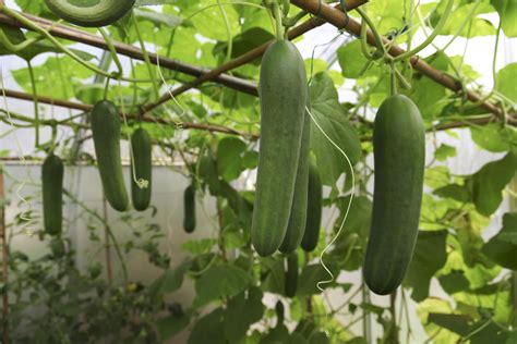 What are the best companion plants for cucumbers?