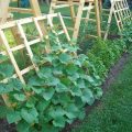 What is the best location for cucumbers on a balcony?