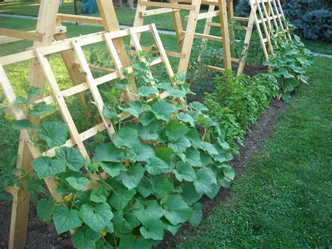 What is the best location for cucumbers on a balcony?