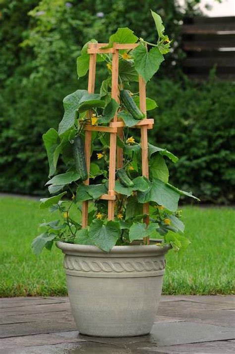 What pot is best for balcony cucumbers?