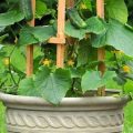 What pot to choose for balcony cucumbers?