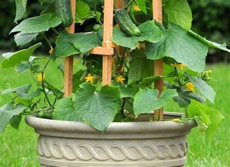 What pot to choose for balcony cucumbers?