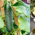 What Varieties Of Cucumbers Are Best For Balconies?