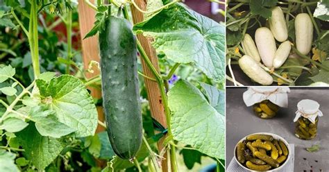 What varieties of cucumbers are best for balconies?