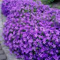 Which Flowers Bloom Best In Spring On Balconies