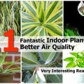 Which Plants Improve Air Quality On Your Balcony