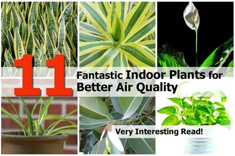 Which Plants Improve Air Quality On Your Balcony