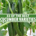 Which cucumber variety is best for balconies?