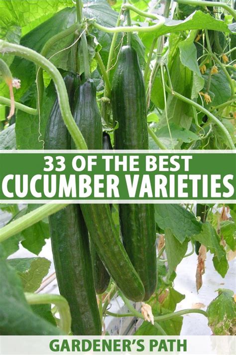 Which cucumber variety is best for balconies?