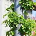 Why You Should Consider Hydroponics on Your Balcony