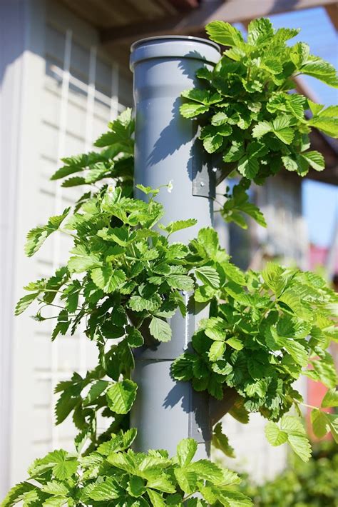 Why You Should Consider Hydroponics on Your Balcony