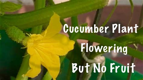 Why are cucumber flowers dropping on a balcony?