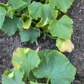 Why Do Cucumber Leaves Turn Yellow On A Balcony?