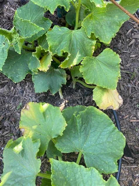 Why do cucumber leaves turn yellow on a balcony?