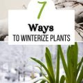 Winterizing Your Balcony Plants Made Easy