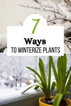 Winterizing Your Balcony Plants Made Easy